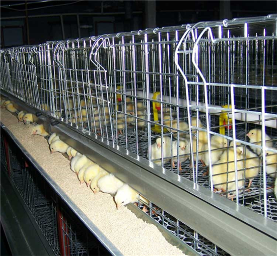 肉鸡笼|阶梯式肉鸡笼|肉鸡笼养设备
